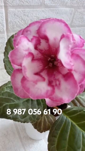 #сортовая_глоксиния #глоксиниипочтой #геснериевые #гл?