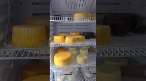 камера для вызревани, (созревания) сыров, своими рукам?