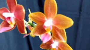 Фаленопсис PHOENIX/ФЕНИКС, размер цветка 4,2 см, ароматный.