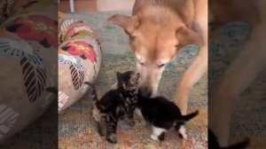 Пока маленьких котеек занята,её заменит собакен 🐶❤️🐈