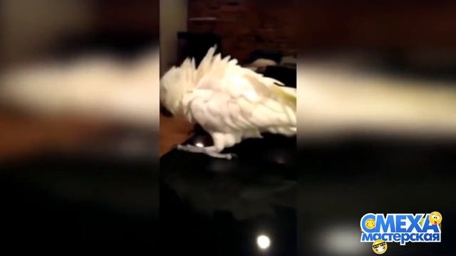 Подборка смешных видео с попугаями смотреть онлайн