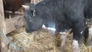 Измеряю Вес Быка Лентой. Вес быка в 10 месяцев.