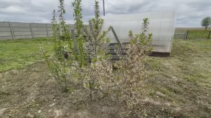 Сбудутся ли большие планы на стройку Приводим участок в порядок. Жизнь простых людей в деревне.