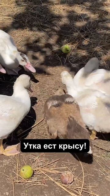 А вы знали,что они едят мясо? смотреть онлайн