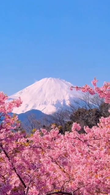 japan_sakura