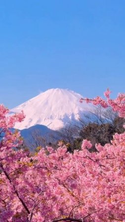 japan_sakura