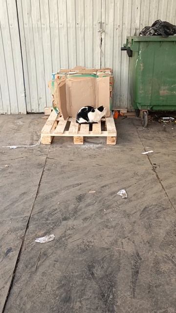 опять мышеловка на боевом посту смотреть онлайн