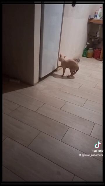 САМОСТОЯТЕЛЬНЫЙ КОТ ОТКРЫВАЕТ ХОЛОДИЛЬНИК смотреть онлайн