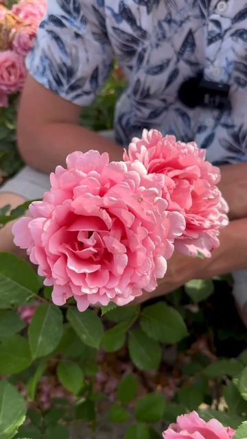 Эксклюзивная Роза для вашего сада 🌹 #роза #саженцы #пи смотреть онлайн