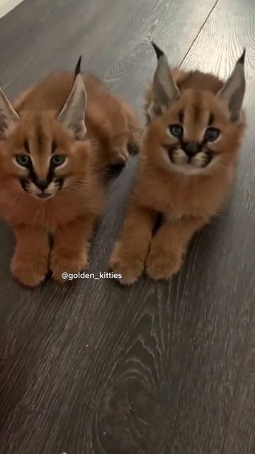 Маленькие шлёпки просят пельмени смотреть онлайн