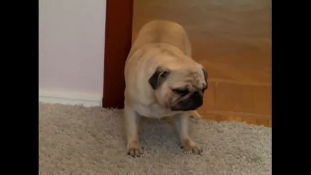 Животные приколы.Чудо МОПС))))))__Funny animals.mp4 смотреть онлайн