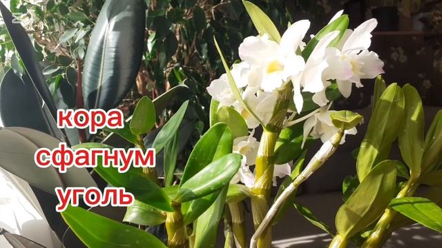 Дендробиум Первое Домашнее цветение🥰🌿💖#цветущиео? смотреть онлайн