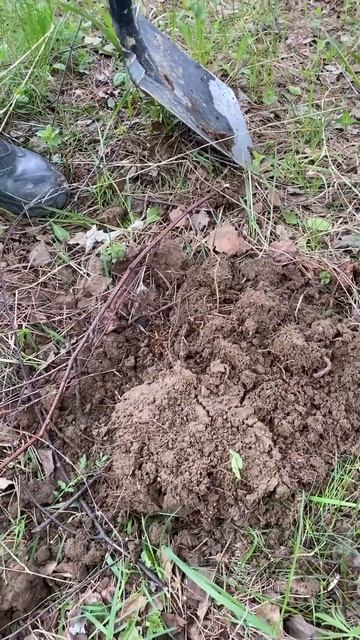 НАХОДКЕ ПОЧТИ 300 лет😱 #находки #metaldetecting #поискмонет #к? смотреть онлайн