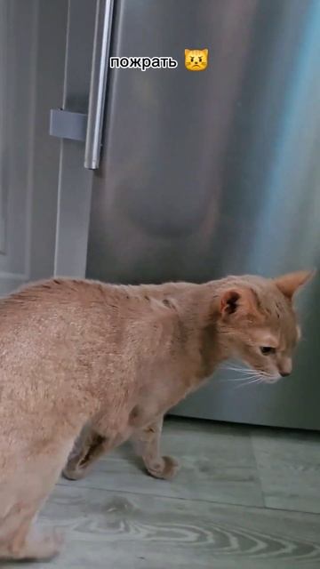 Тут пожевать чего-нибудь есть? #кот #cat #shorts смотреть онлайн