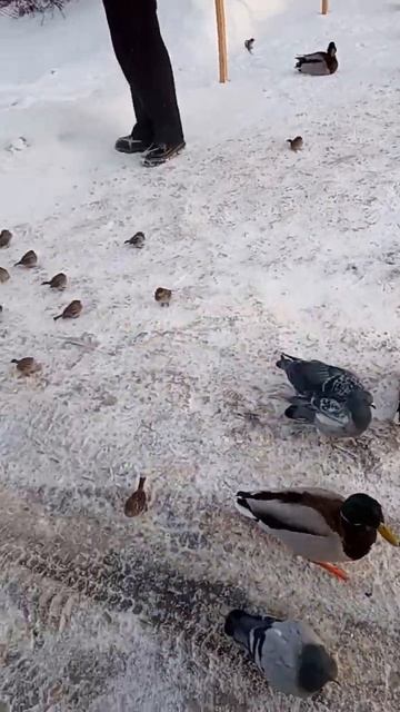 Ручные утки #snow #зима #winter #утки#duck #птица #погода #weather смотреть онлайн