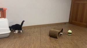 Маленькая игривая кошечка