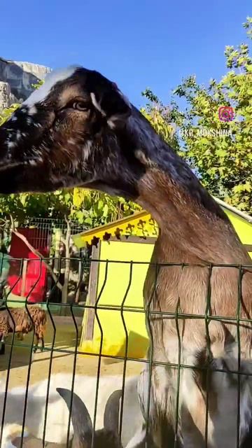 на ферме Ишачок #ферма #животные #природа #Крым #Бахчис? смотреть онлайн