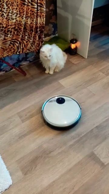 Робот пылесос наглый, а кот Мартин белый и пушистый. смотреть онлайн