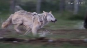 Тигр: Полосатый Царь зверей | Интересные факты про тиг?