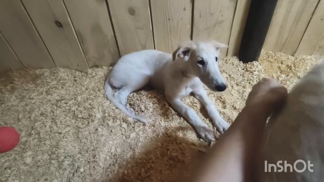 Вес заводчика в воспитании + генетика. Будет ли "дичком