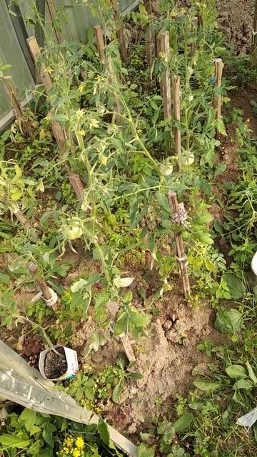 отчёт.вес.-27 июня 2021г.-129кг400гр смотреть онлайн