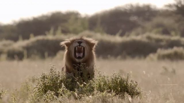 Лев или Тигр? Кто будет Доминировать в схватке? смотреть онлайн