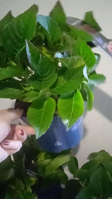 Hydrangea Black Knight, Lady Mata Hari Blue -800 грн.ь #продаж #flowers #hortensia #garde смотреть онлайн