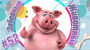 Забавные и Смешные Животные № 52 + Лучшие Подборки Животных + Смешные и Прикольные Животные