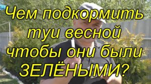 🌿 Чем удобрить тую весной для пышной хвои? Наш проверенный способ!