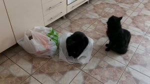 Вот любят на чем то лежать. Только положили пакет и сразу улегся!