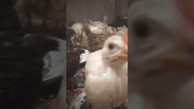 Время ночь, а мы не ели! #рек #реки #рекомендации #животн смотреть онлайн