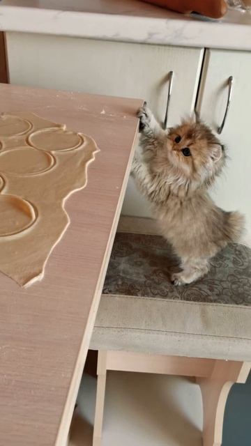 Злата просит пельмени. Маленькая мамина помощница смотреть онлайн