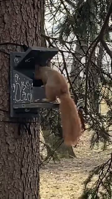 Белочка ест орешки в парке • Минск #весна смотреть онлайн