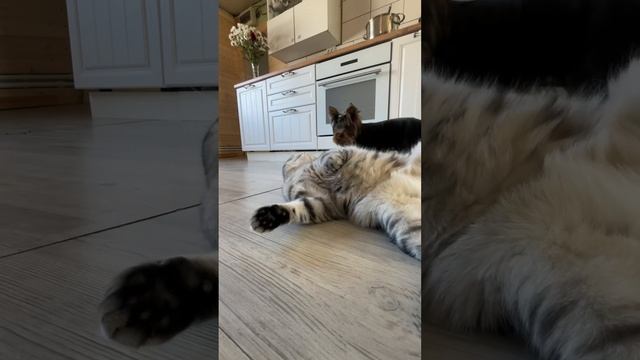 Федины будни#cat #ремонтвдоме #огород #собака #yorkie #puppy #pet смотреть онлайн