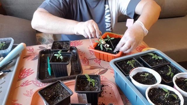 ПИКИРОВКА ТОМАТНЫХ ДЕРЕВЬЕВ ПИКИРОВКА ВИОЛЫ.ого