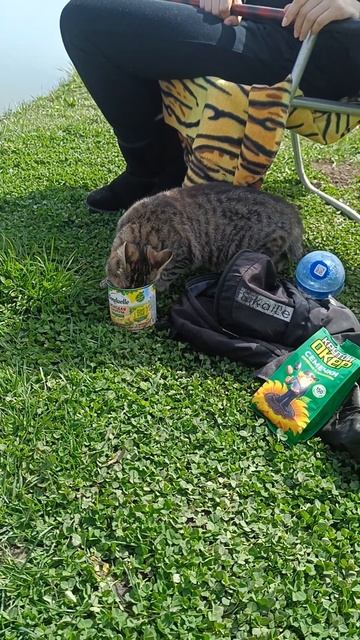 кот на рыбалке есть мою бондюэль#рыбалка#котикитикток смотреть онлайн