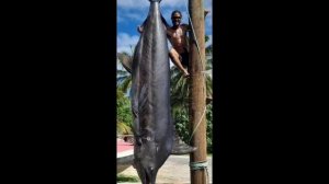 Рыбак-одиночка поймал марлина весом               более 500 к?