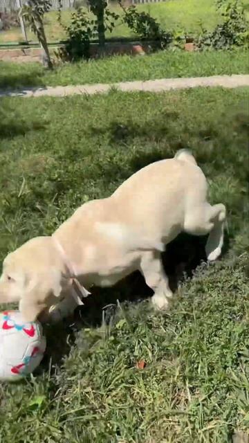 У нас есть свободные щенки лабрадора🥰😍 Все вопросы ? смотреть онлайн