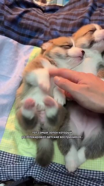 КОРГИ КОГДА БЫЛА ЩЕНКОМ #щенкикорги #корги #запах #ност смотреть онлайн