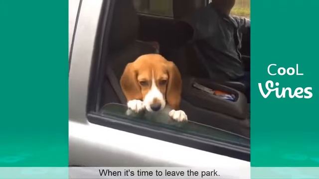 10 Минут Смеха с Собаками, Смех до Слез. Кумедні Собаки. FUNNY ANIMALS. Приколы с Собаками