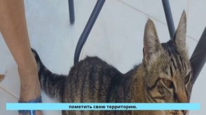 Почему Ваша кошка ведет себя странно