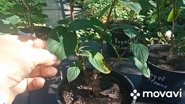 Гортензии КЕНДИ ЛАВ И РОЯЛ ФЛАУЭР. Продажа этих и мног? смотреть онлайн