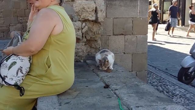 Коты разных стран.Коты приколы 2018. Сats fun 2018. смотреть онлайн