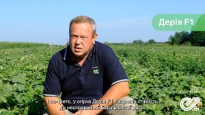 Дерия F1 / Derya F1,45 дней - Огурец, Enza Zaden