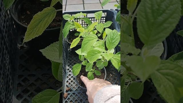 Гортензия древовидная Продажа смотреть онлайн