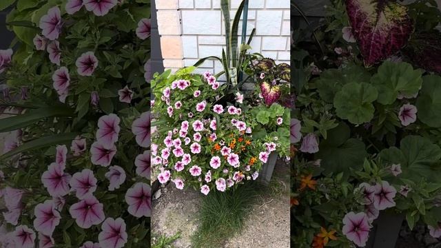 Вход в дом и сад. смотреть онлайн