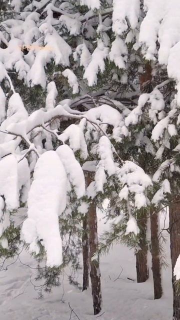 Зачарованный лес.#travel #спб #санктпетербург #путешестви смотреть онлайн