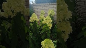 гортензия Пинк энд роуз 18 июля 2024