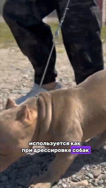 КАК ВЫБРАТЬ АМУНИЦИЮ ДЛЯ СОБАКИ ВО ВРЕМЯ ДРЕССИРОВКИ? смотреть онлайн