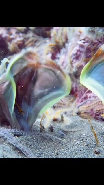 ДЛЯ ЭТОЙ РЫБЫ РАЗМЕР НЕ ИМЕЕТ ЗНАЧЕНИЯ #дикаяприрода #? смотреть онлайн